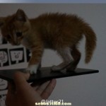 Xperia Z Ultra Togari Specifciations – Photo Leaked with Cat on Top