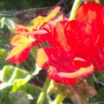 Xperia Z1 Vs Lumia 1020 camera comparison - Lumia 1020 Detailed image