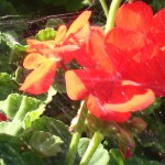 Xperia Z1 Vs Lumia 1020 camera comparison - Xperia Z1 Detailed image
