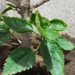 Asus Zenfone 5 photos